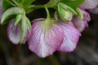 Güzel çiçekler, çiçek konsepti