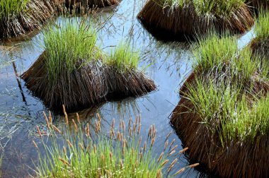 Ormandaki bir nehre yakın.
