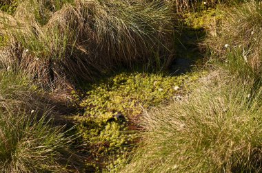 Bahçede yeşil çimenler