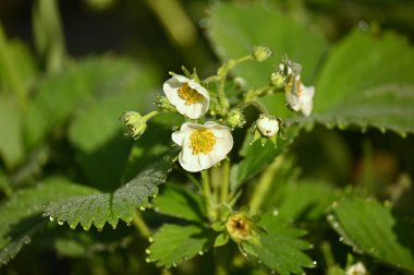 Çileğin yabani çiçeği