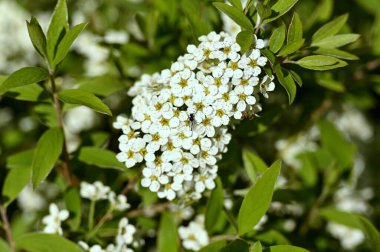 Dallarda güzel bahar çiçekleri