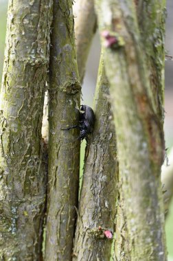 siyah böcek (cygnus bicolor )