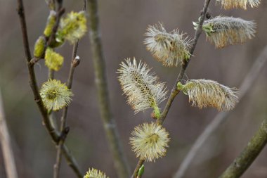 Willow tomurcukları erken bahar