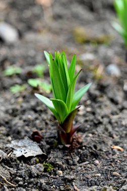 Bahçede yeşil yapraklar