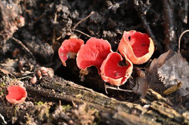 Ormanda büyüyen mantar