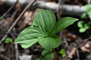 Orman genç yeşil yaprakları