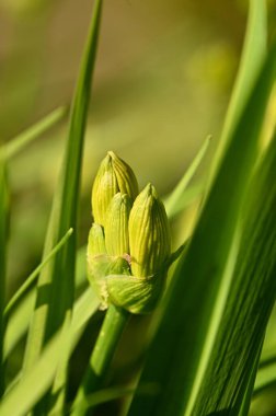 Güzel çiçekler, çiçek konsepti