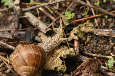 Ormandaki bir salyangozun yakın çekimi.