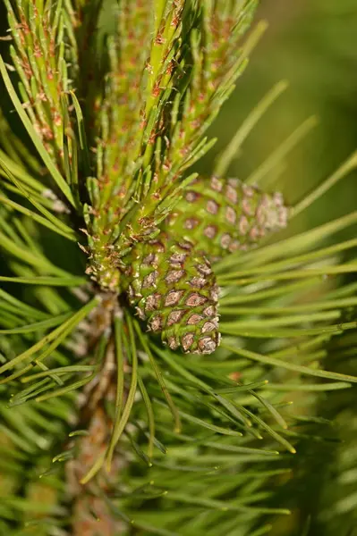 Pine Cone Needles Background Green Needles Stock Picture
