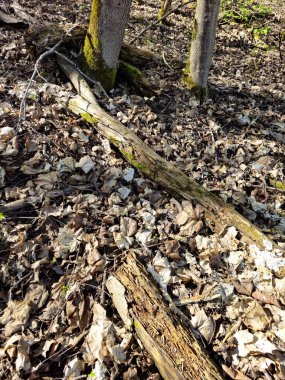 Ormandaki eski tahta kütük