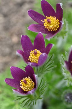 Bahçedeki güzel çiçekler