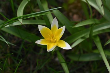 sarı çiçek, yakın çekim