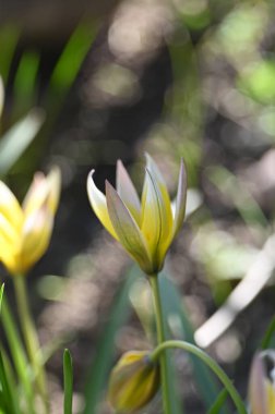 Bahçedeki güzel sarı çiçek