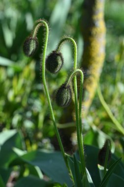Bahçede yeşil yapraklar