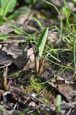Güzel botanik fotoğrafı, doğal duvar kağıdı.
