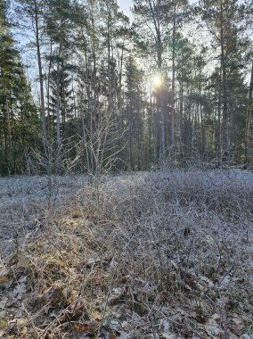 Ormanda kış. Orman ilkbaharın başındadır. İlk kar