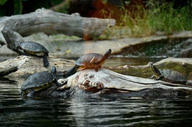 Vahşi kaplumbağalar, kaplumbağalar ve kaplumbağalar, bir gölette.