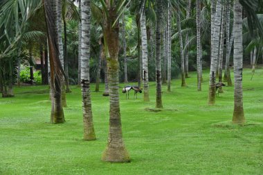 palmiye ağaçları ile güzel tropikal orman