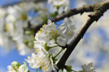 Bahçedeki ağaçta güzel beyaz çiçekler