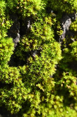 Ağaç gövdesinde yosun ve yosun