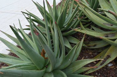 aloe vera fabrikası, kapatın.