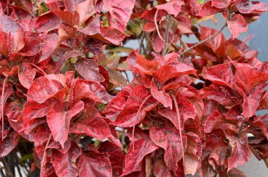 Bahçedeki bitkinin kırmızı yaprakları