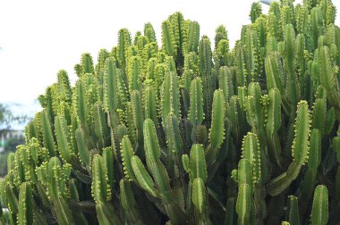 Kaktüs bitkisi yakın görünüm