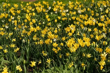 Güzel sarı nergisler bahçede