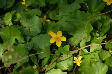 Bahçedeki güzel çiçekler