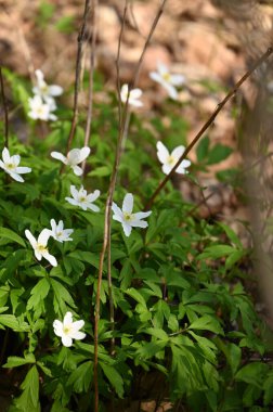 Ormanda beyaz çiçekler