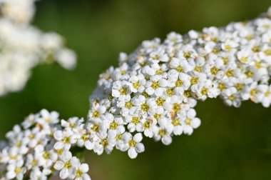 Bahçede beyaz çiçekler