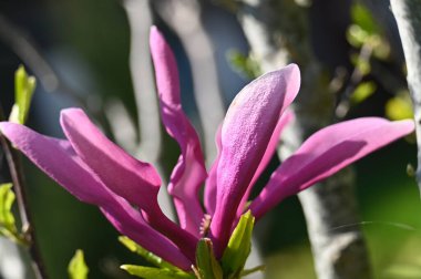 Bahçedeki güzel çiçekler