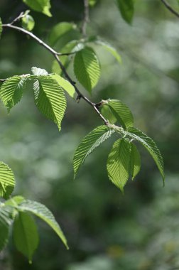 Ormanda yeşil yapraklar
