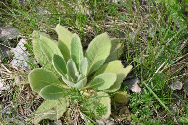 Dağlarda yeşil çimenler