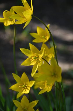 Sarı çiçeklerin yakın çekimi.