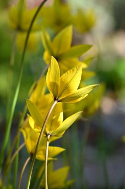 Güzel botanik fotoğrafı, doğal duvar kağıdı.