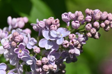 Bahçedeki güzel çiçekler