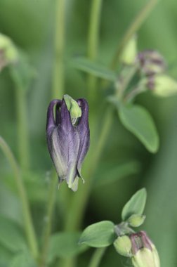 Bahçedeki güzel çiçekler