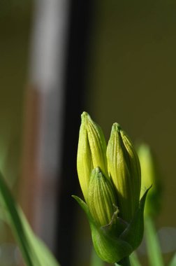 Güzel botanik fotoğrafı, doğal duvar kağıdı.
