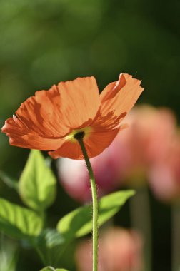 Bahçedeki güzel kırmızı gelincik çiçeği