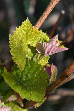 Baharda üzüm yaprakları