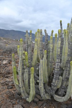 Lanzarote adasında kaktüs