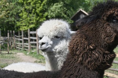 bir alpaka grubu