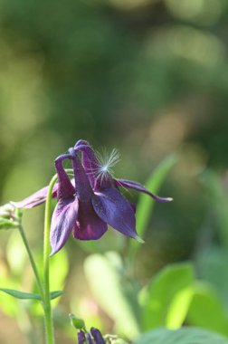 Bahçedeki güzel çiçekler