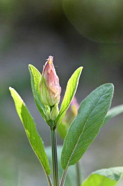 Bahçedeki güzel çiçekler
