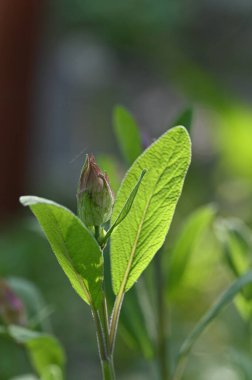 Güzel botanik fotoğrafı, doğal duvar kağıdı.