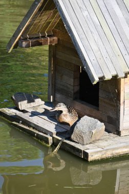 Köydeki ördeğin evi.