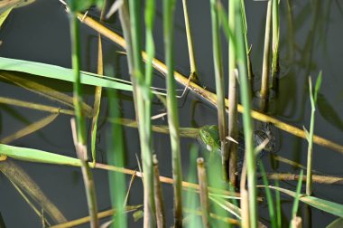 Daldaki yeşil yusufçuk