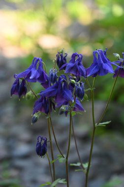 Bahçedeki mavi çiçekler