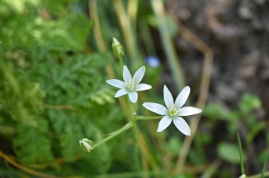 Bahçedeki güzel çiçekler